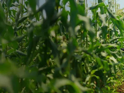 Understanding the Recent Food Safety Recalls and Mitigating Contamination Risks from Farm to Finished Product