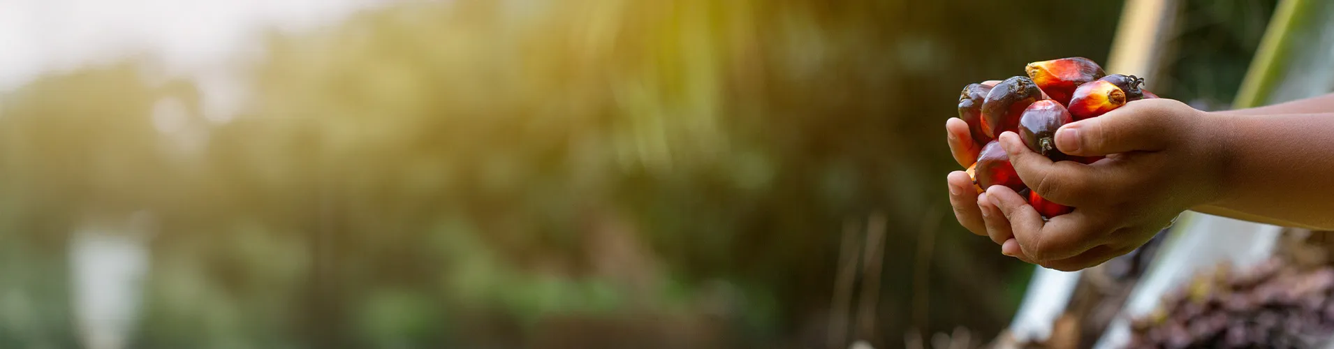 SCS Consulting Services Gains RSPO Approval as an Endorsed Training Provider (ETP)